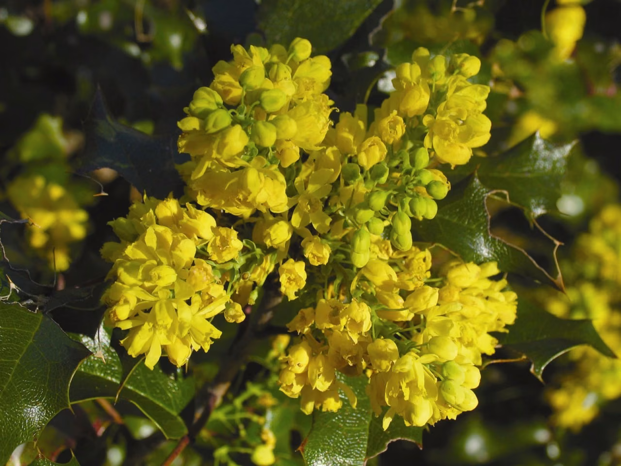 Oregon Grape Floral da Califórnia - Imagem 2