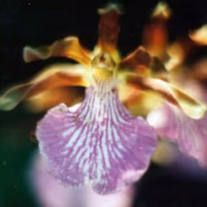 Orquídea Violeta Floral de Gaia 10 ml
