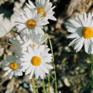 Ox-Eye Daisy Floral do Pacífico