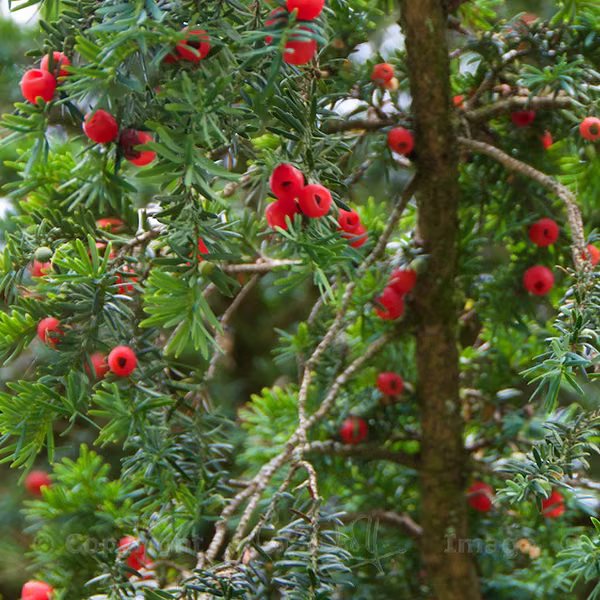 Pacific Yew Floral do Pacífico
