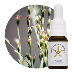 Panicum Floral de Saint Germain 10 ml