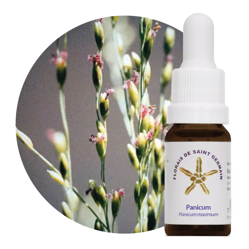 Panicum Floral de Saint Germain 10 ml