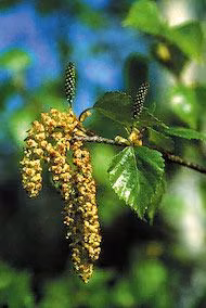 Paper Birch Floral do Alaska