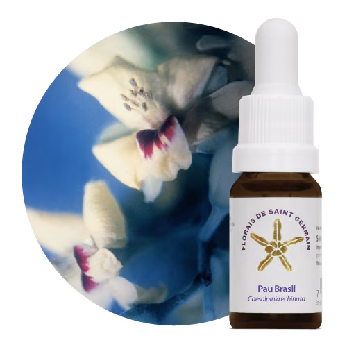 Pau Brasil Floral de Saint Germain 10 ml