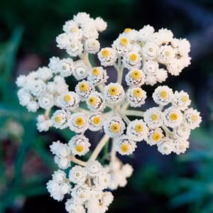 Pearly Everlasting Floral do Pacífico