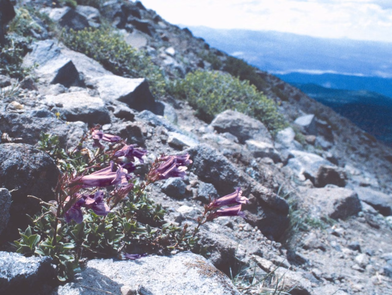 Penstemon Floral da Califórnia - Imagem 2