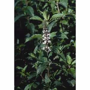 Peppermint Floral da Califórnia
