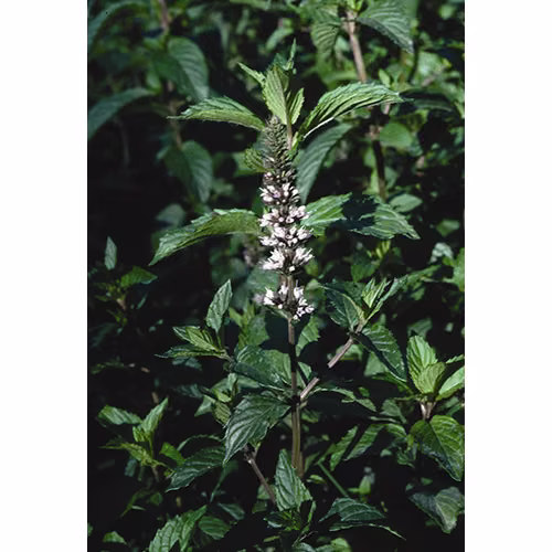 Peppermint Floral da Califórnia