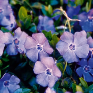 Periwinkle Floral do Pacífico