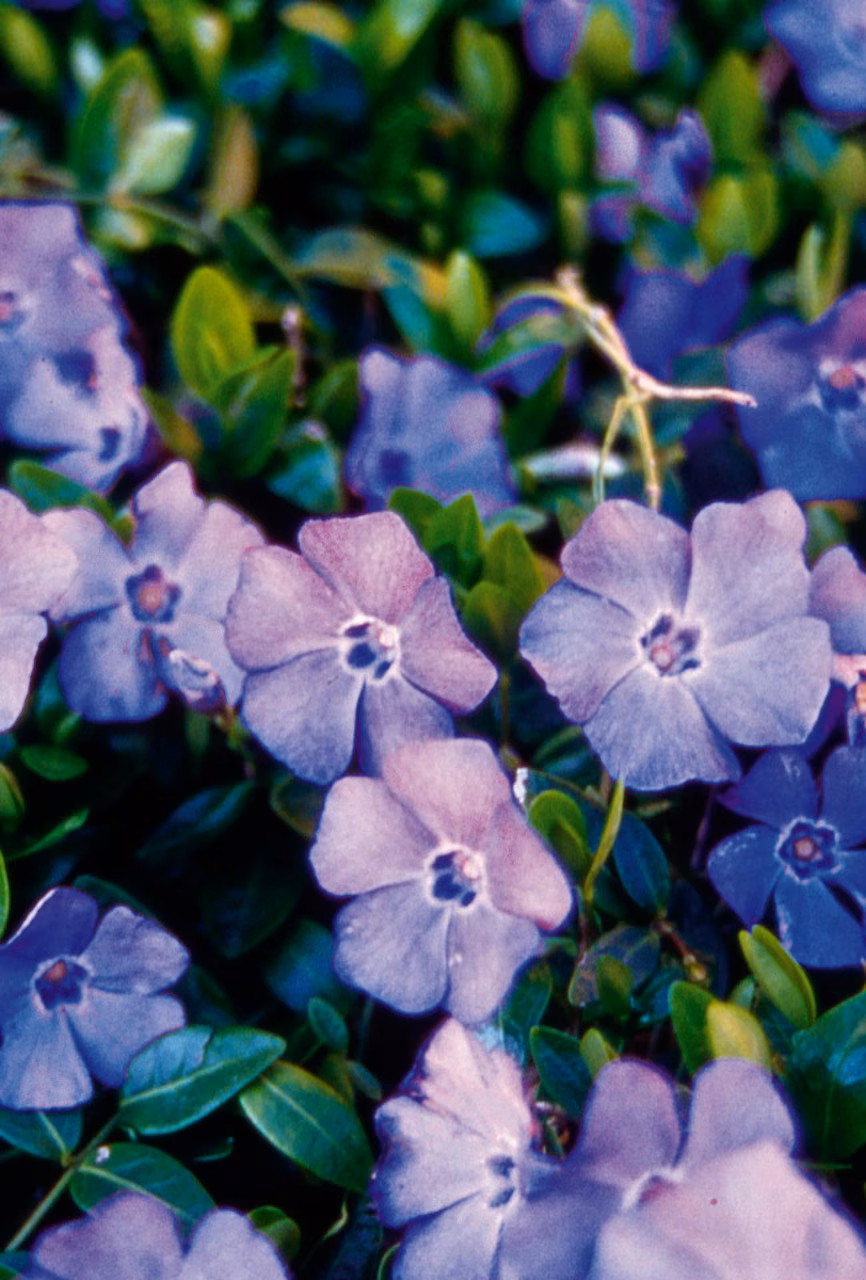Periwinkle Floral do Pacífico