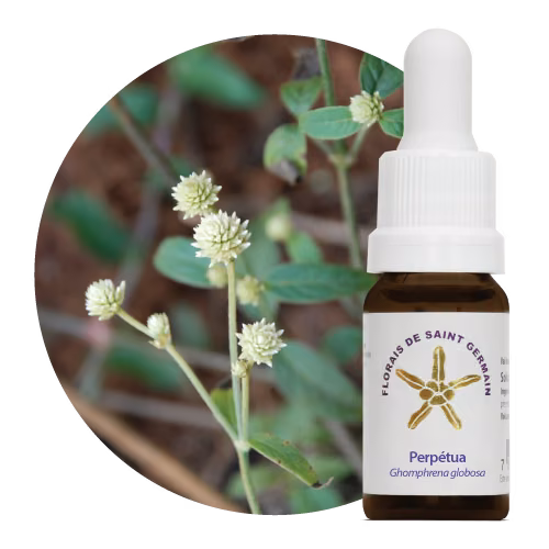 Perpétua Floral de Saint Germain 10 ml