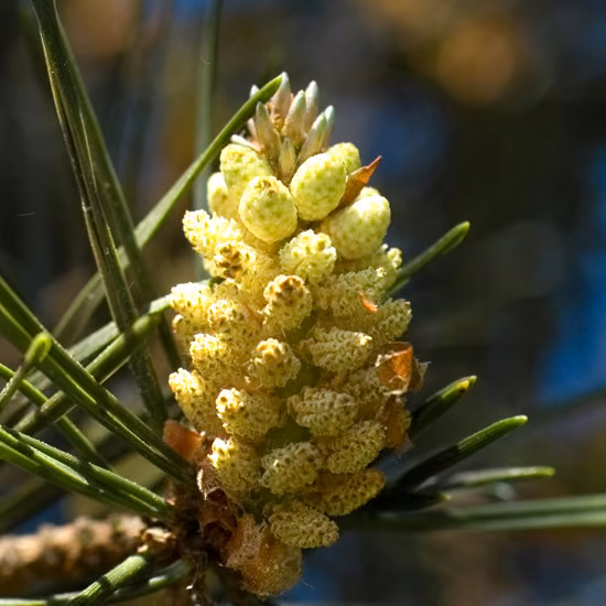Pine Floral de Bach 20 ml