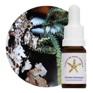 Pinheiro Libertação Floral De Saint Germain 10 ml