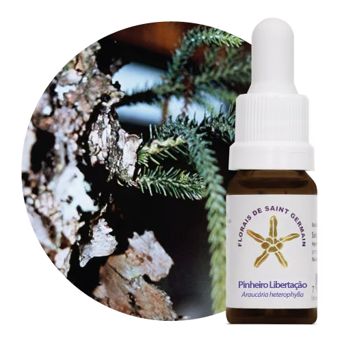 Pinheiro Libertação Floral De Saint Germain 10 ml