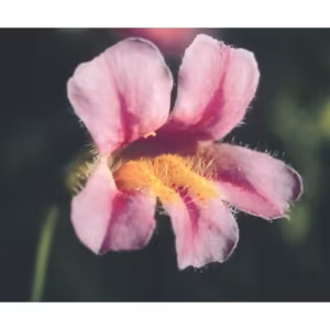 Pink Monkeyflower Floral da Califórnia