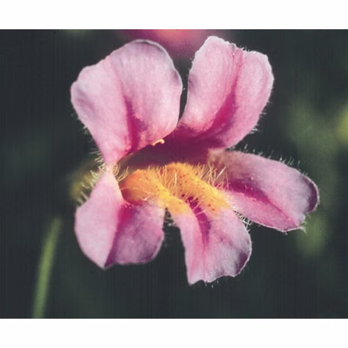 Pink Monkeyflower Floral da Califórnia