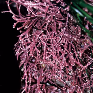 Pink Seaweed Essência Marinha do Pacífico