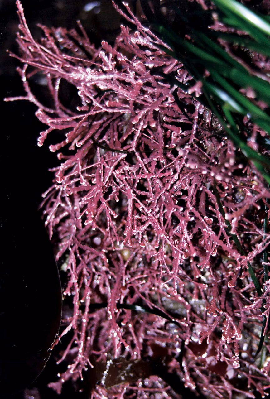 Pink Seaweed Essência Marinha do Pacífico