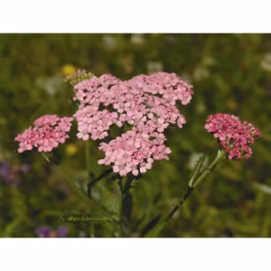 Pink Yarrow Floral da Califórnia