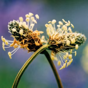 Plantain Floral do Pacífico