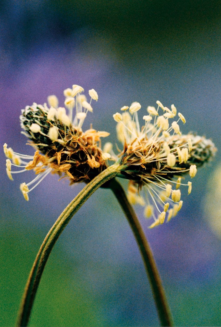 Plantain Floral do Pacífico