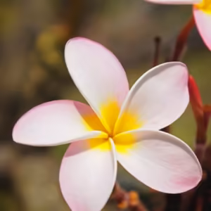Plumeria Floral do Hawaii