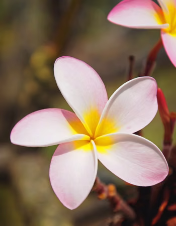 Plumeria Floral do Hawaii