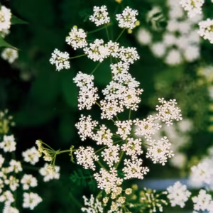 Poison Hemlock Floral do Pacífico