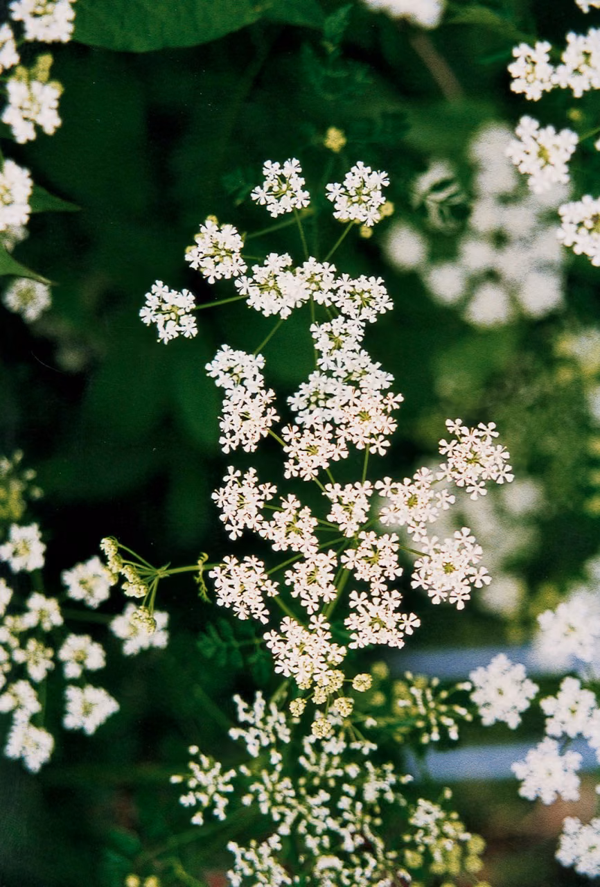 Poison Hemlock Floral do Pacífico