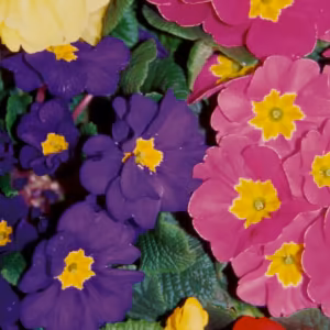 Polyanthus Floral do Pacífico