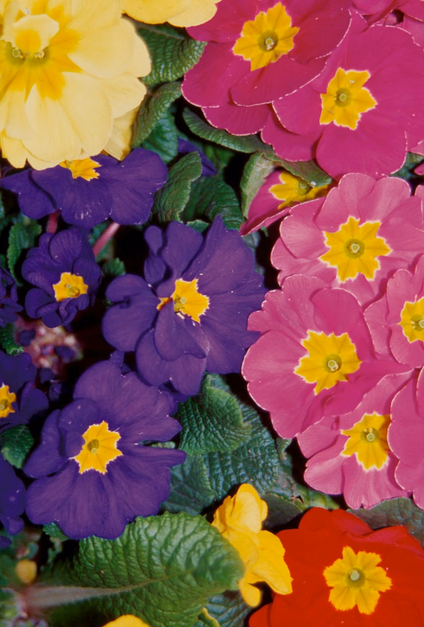 Polyanthus Floral do Pacífico