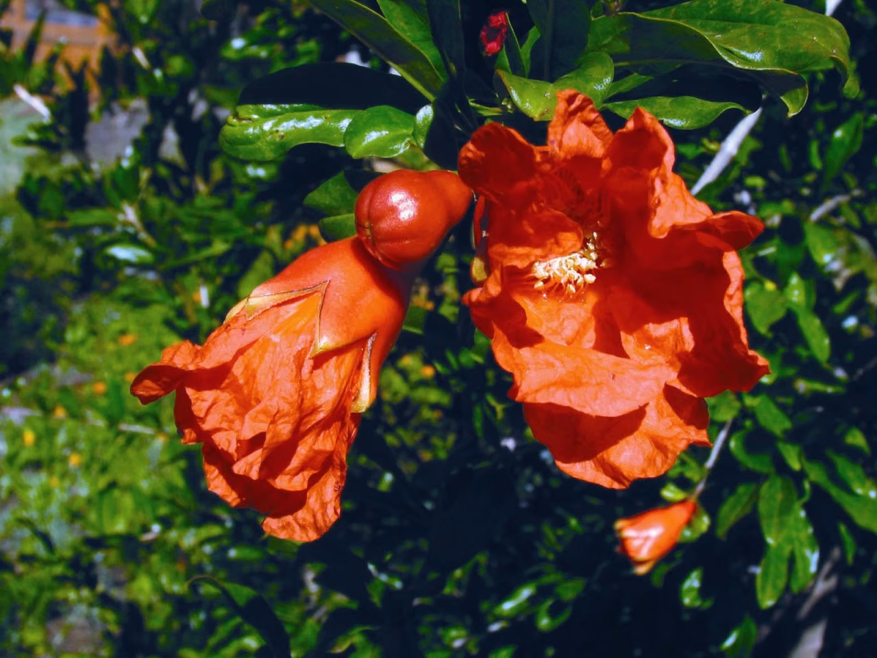 Pomegranate Floral da Califórnia - Imagem 2