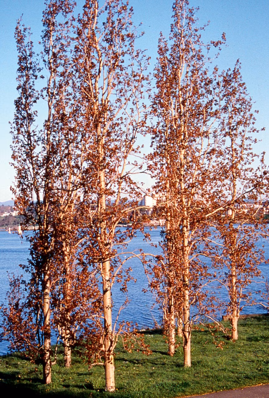 Poplar Floral do Pacífico