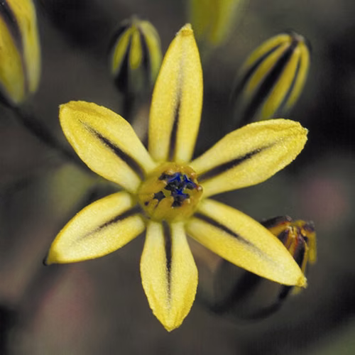 Pretty Face Floral da Califórnia