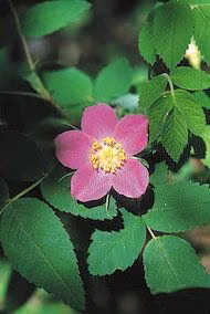 Prickly Wild Rose Floral do Alaska