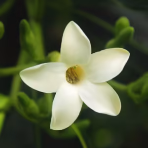 Pua Kenikeni Floral do Hawaii