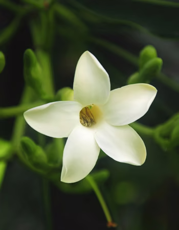 Pua Kenikeni Floral do Hawaii