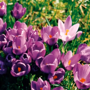Purple Crocus Floral do Pacífico