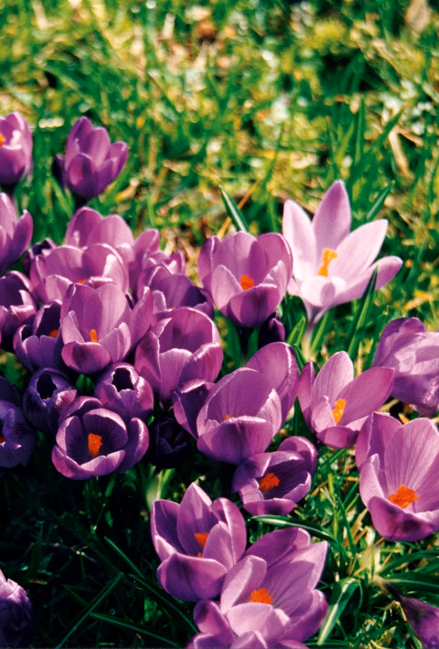 Purple Crocus Floral do Pacífico