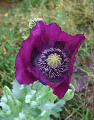 Purple Poppy Floral do Alaska