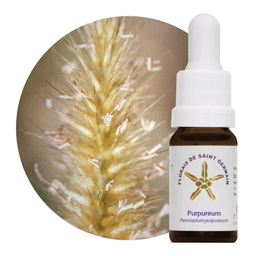 Purpureum Floral de Saint Germain 10 ml