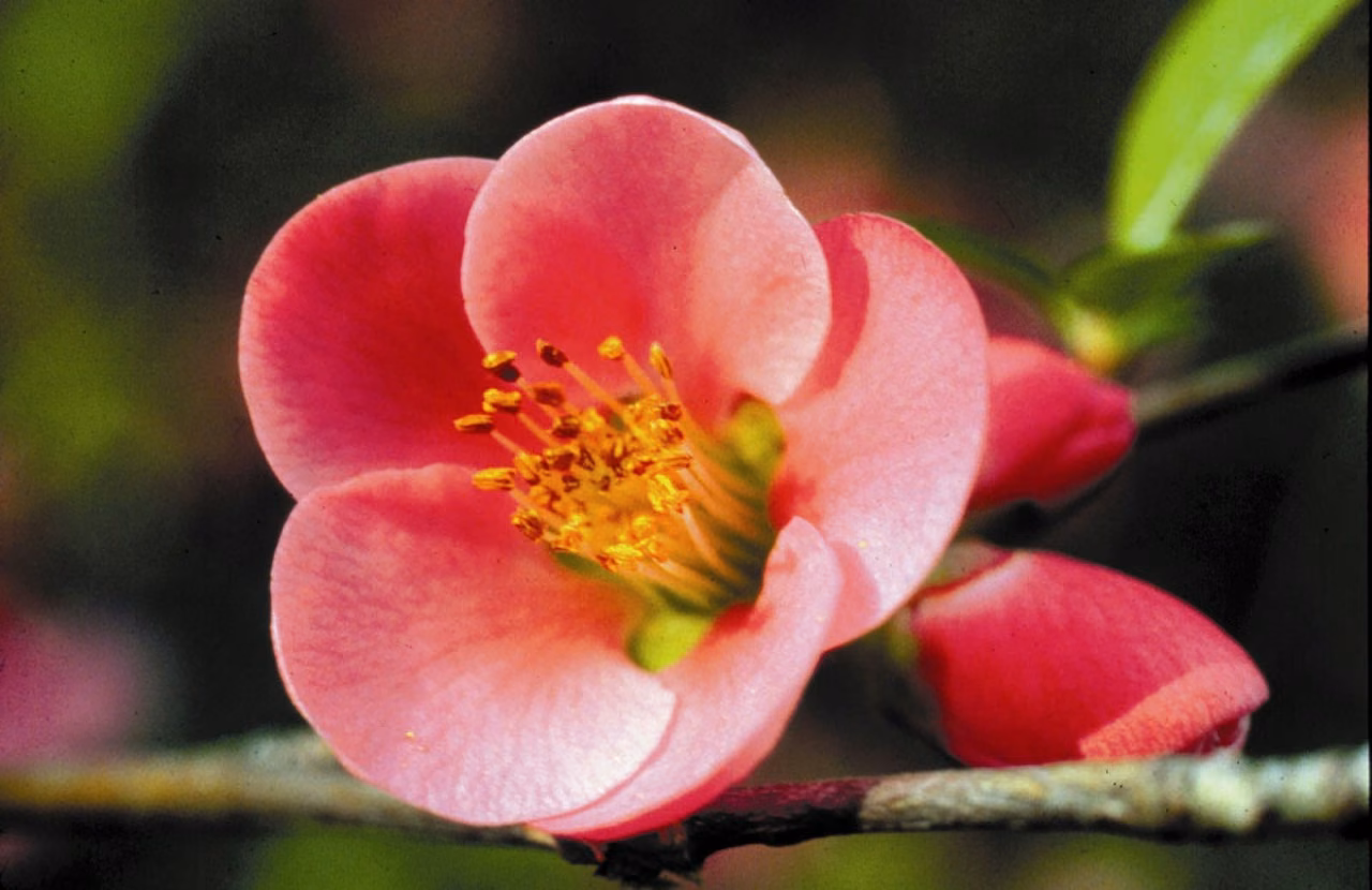 Quince Floral da Califórnia - Imagem 2