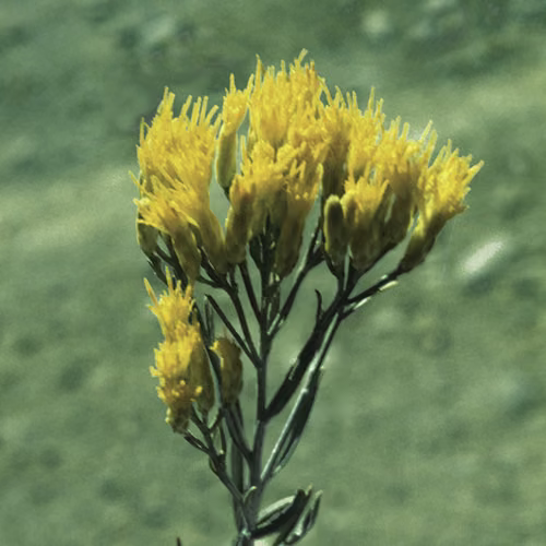 Rabbitbrush Floral da Califórnia 30 ml