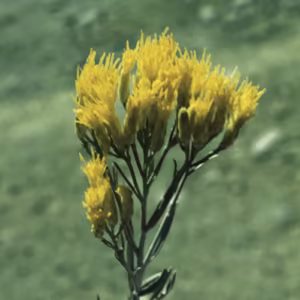 Rabbitbrush Floral da Califórnia