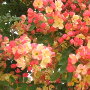 Rainbow Shower Tree Floral do Hawaii