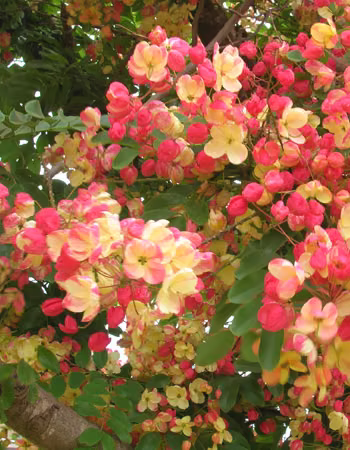 Rainbow Shower Tree Floral do Hawaii