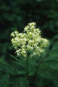 Red Elder Floral do Alaska