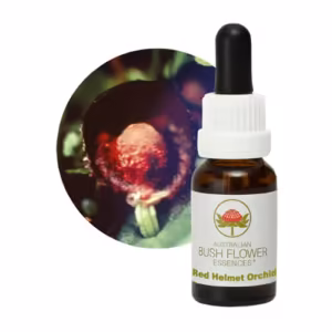 Red Helmet Orchid Floral do Bush Australiano 15 ml