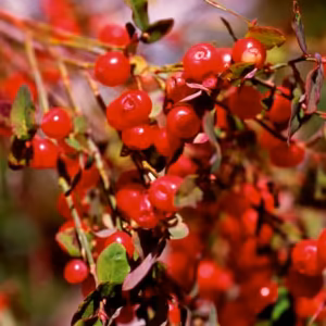 Red Huckleberry Floral do Pacífico