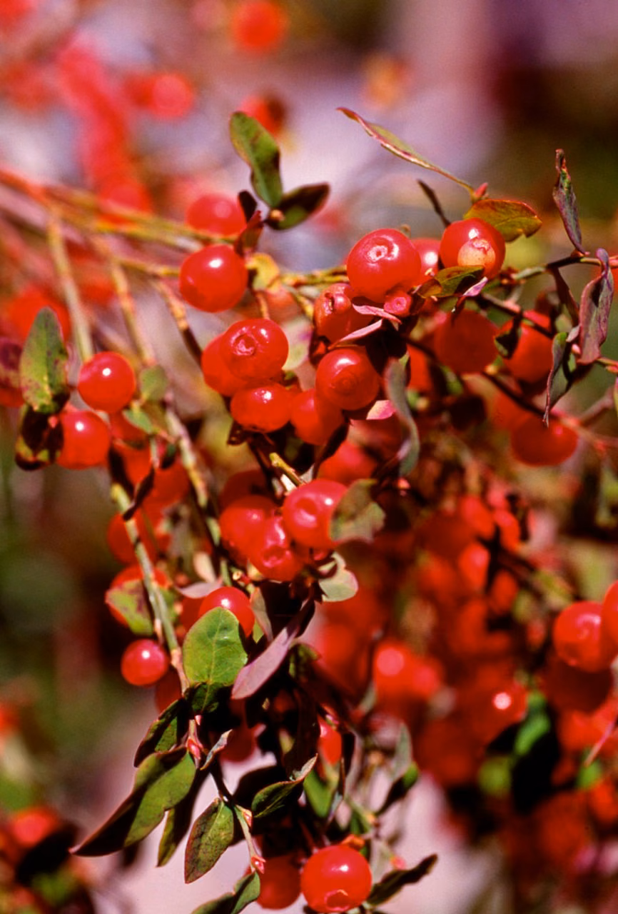 Red Huckleberry Floral do Pacífico